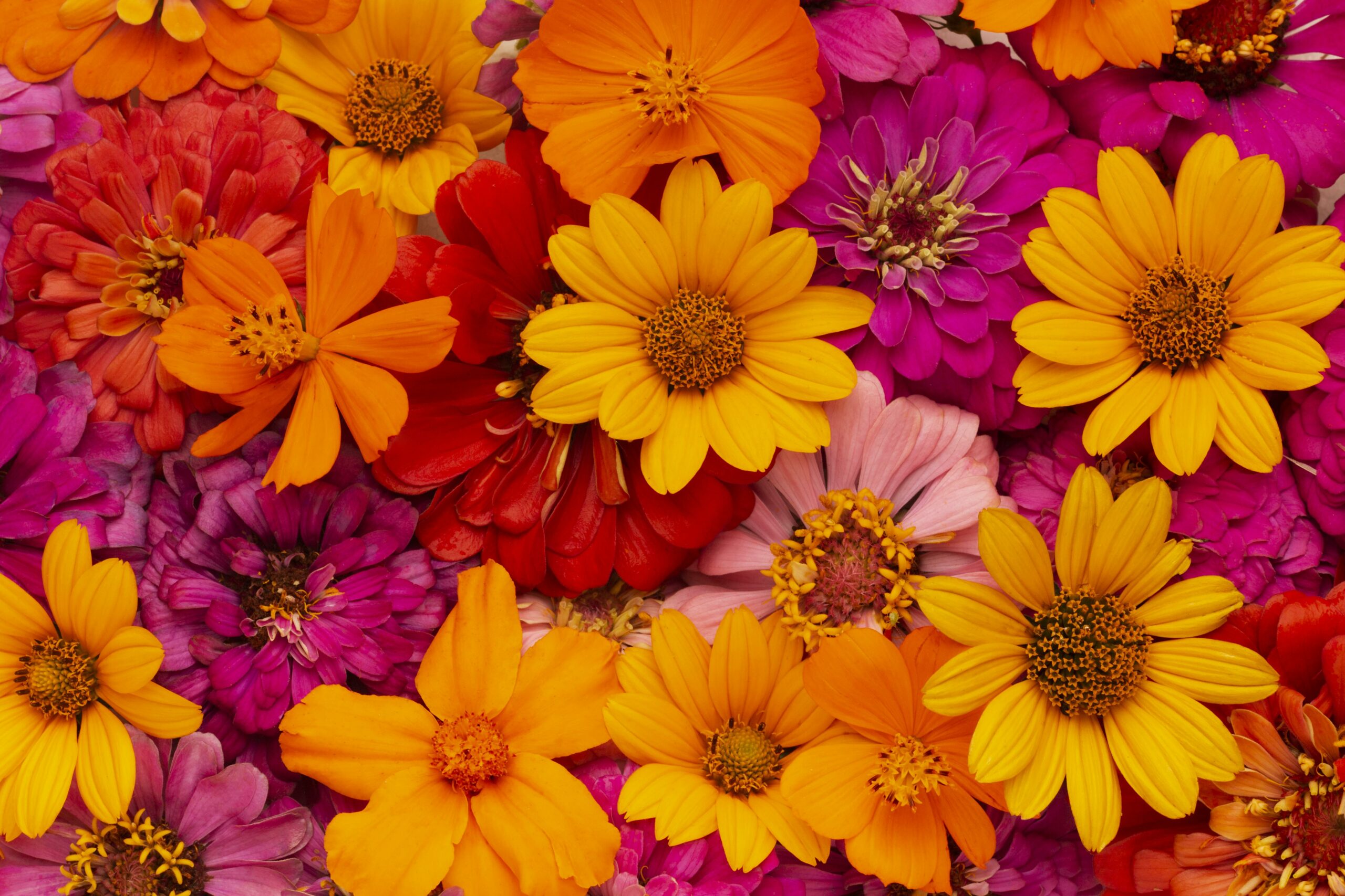 Bouquet de fleurs Bouquet de fleurs