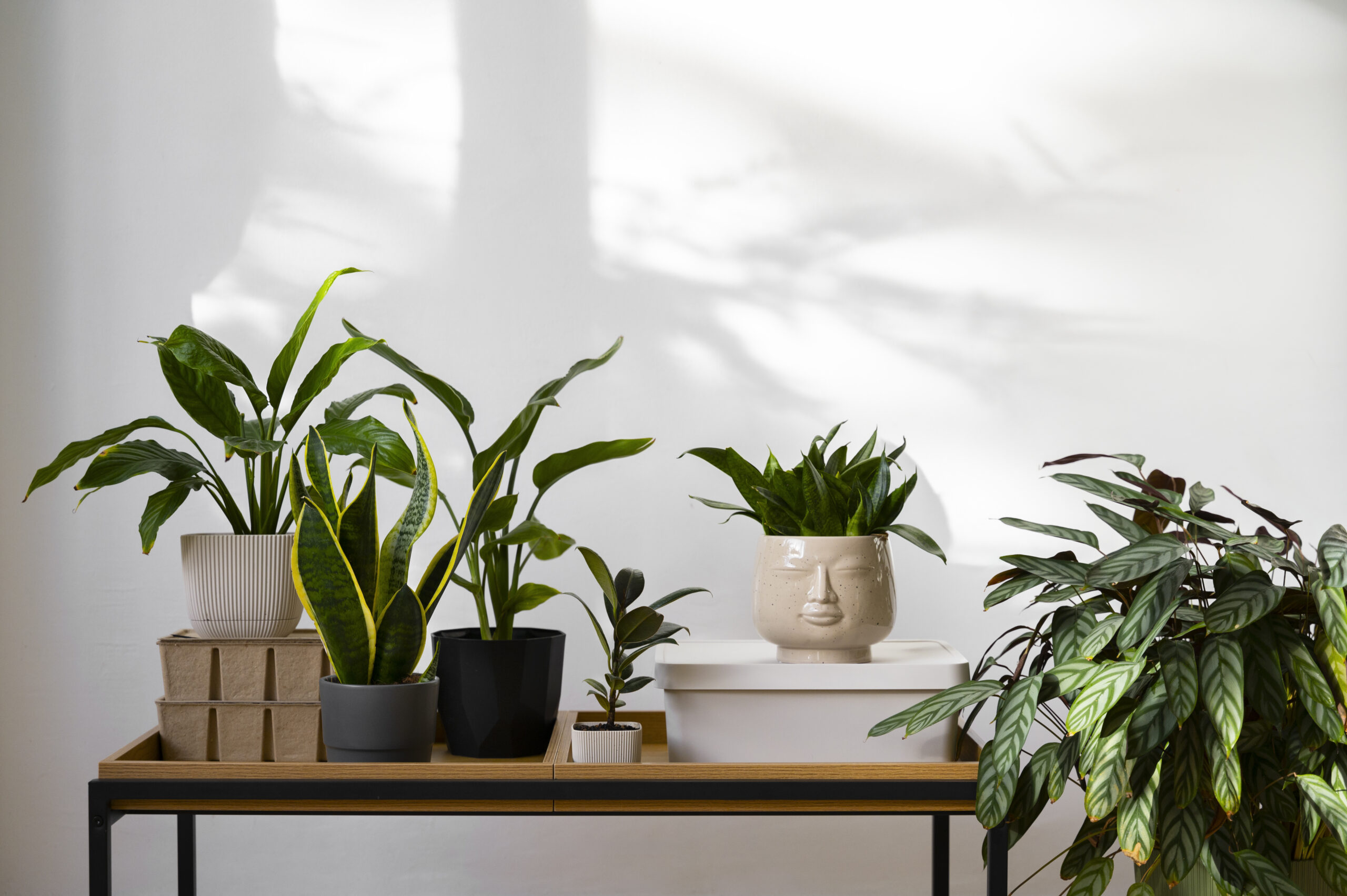Plantes intérieur et extérieur Plantes intérieur et extérieur